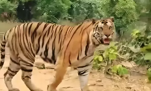 Forest Teams Step Up Efforts to Recapture Animal