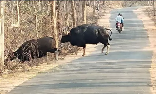 Poaching Fears Rise After Leopard’s Death in Kawal Tiger Reserve