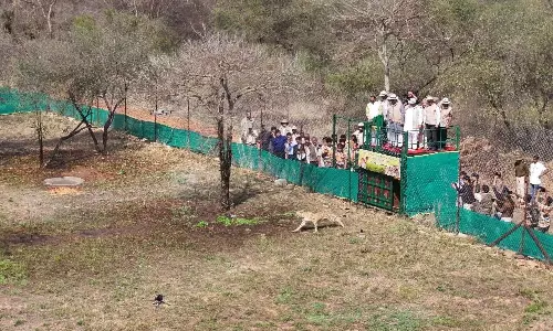 Nine Botswana Cheetahs Clear Quarantine, Making Kuno A Unique Home To Big Cats From Three African Nations