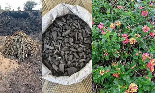Amrabad Tiger Reserve Turns Invasive Lantana Trees into Biocharcoal