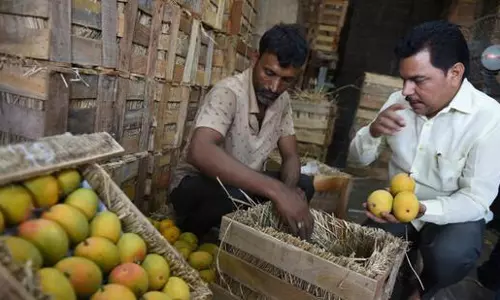 Mango, Cashew Crop Loss Protest Disrupts Mumbai–Goa Highway