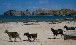 Goat Vs Gecko: A Tiny Caribbean Island Faces Wildlife Showdown