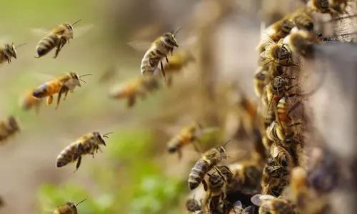 Nandyal: SPF Constable Dies After Bee Attack at Srisailam Dam