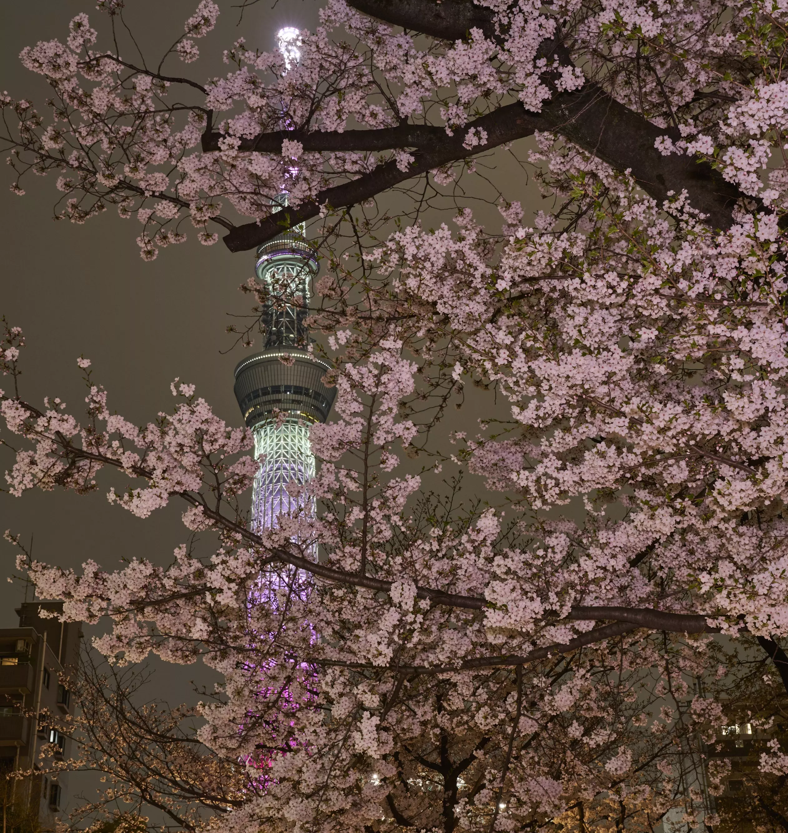From Asakusa To Tokyo Skytree : An Unforgettable Cherry Blossom Walk From Asakusa To Tokyo Skytree : An Unforgettable Cherry Blossom Walk