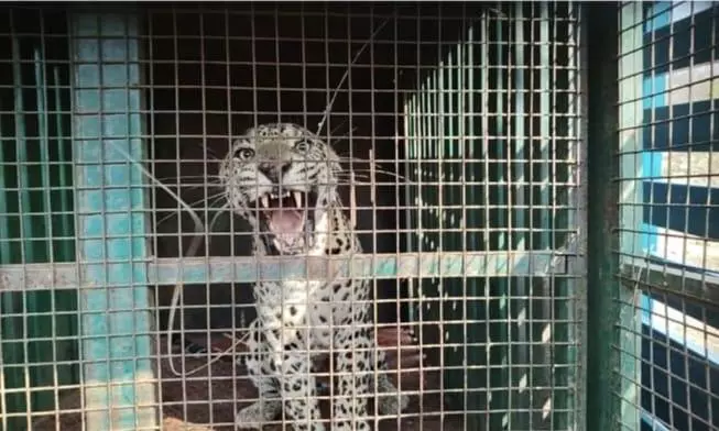 Leopard Trapped, Undergoing Treatment Leopard Trapped, Undergoing Treatment