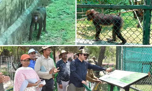 Mandrills Added to Nehru Zoological Park After Over a Decade Mandrills Added to Nehru Zoological Park After Over a Decade