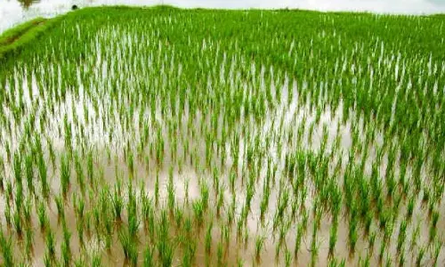 Crops On 10,000 Acres Hit By Hailstorm, Shabbir Assures Relief
