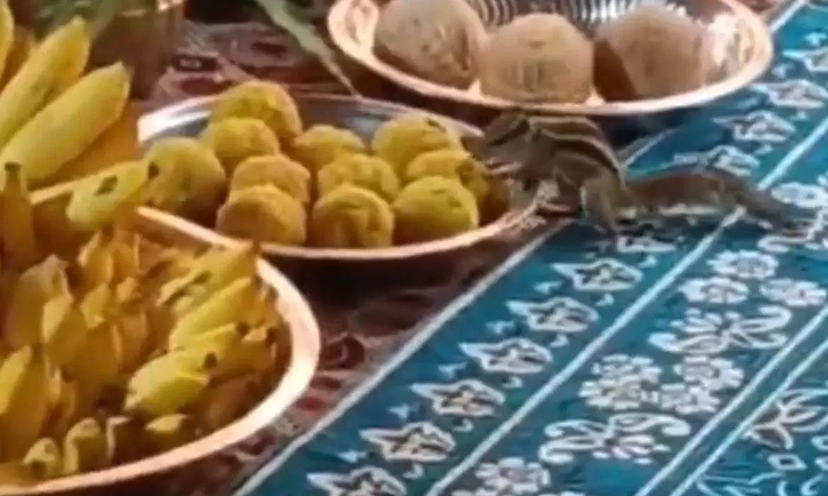Squirrel At Dargah Kalyanam Draws Devotees Squirrel At Dargah Kalyanam Draws Devotees