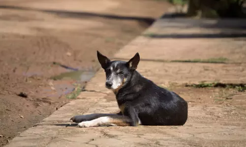 4 Year-Old-Boy Loses Eye in Stray Dog Attack in Telangana