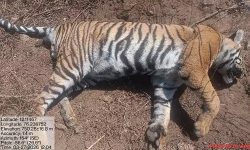 Tiger Dies Caught In Barbed Wire Fence Outside Reserve, Minister Orders Probe Tiger Dies Caught In Barbed Wire Fence Outside Reserve, Minister Orders Probe