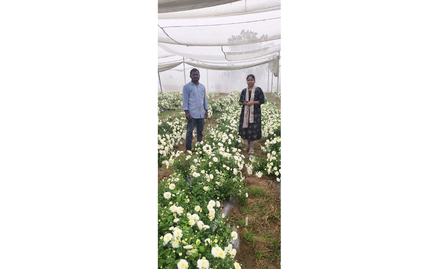 Engineer-turned-farmer Strikes Gold With Chrysanthemum Farming