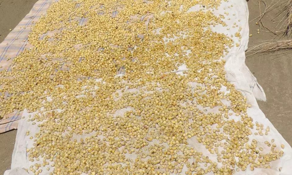 From Brew To Food: Mahua Drives Tribal Empowerment From Brew To Food: Mahua Drives Tribal Empowerment