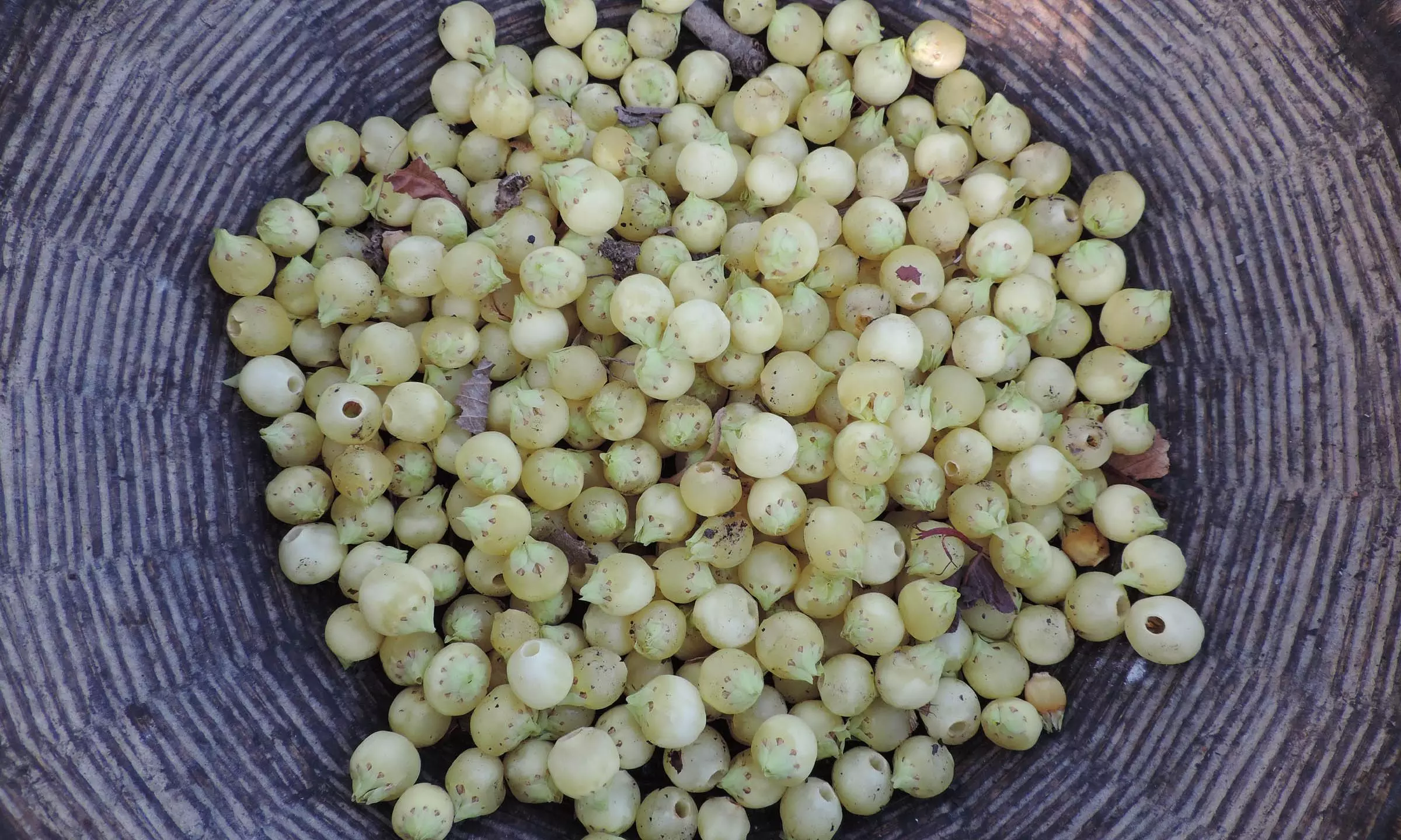 From Brew To Food: Mahua Drives Tribal Empowerment From Brew To Food: Mahua Drives Tribal Empowerment