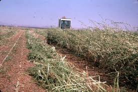 Unseasonal Rains Damage Crops Across 1.55L Acres In Maharashtra