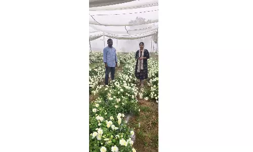 Engineer-turned-farmer Strikes Gold With Chrysanthemum Farming