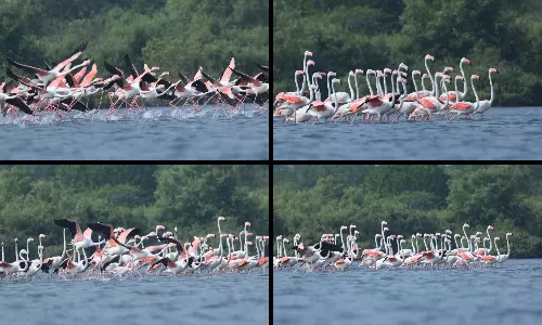 Flock of 100 Flamingos Returns to Coringa Sanctuary Flock of 100 Flamingos Returns to Coringa Sanctuary
