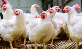 Chicken Prices Surge To ₹370 in Telangana Chicken Prices Surge To ₹370 in Telangana
