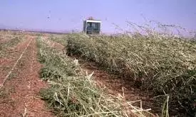 Unseasonal Rains Damage Crops Across 1.55L Acres In Maharashtra