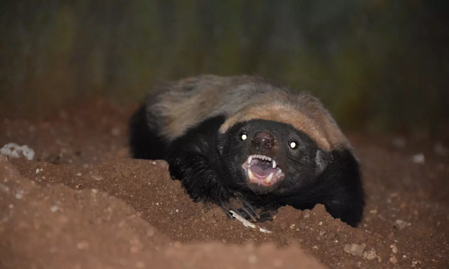 MBBS Student Adopts Honey Badger At Zoo