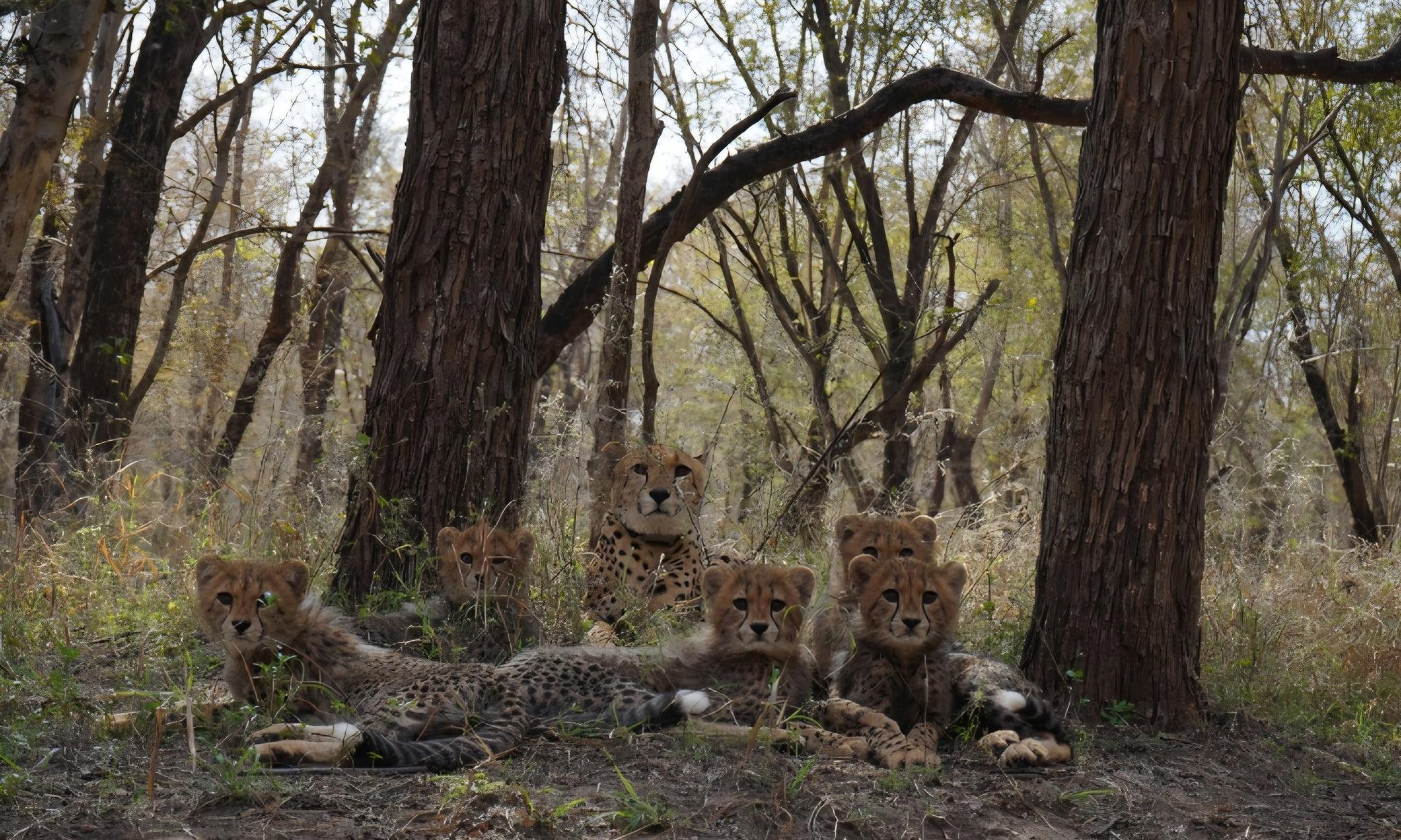 India’s First Homegrown Cheetah ‘Mukhi’ Turns Three