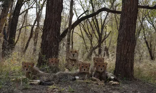 India’s First Homegrown Cheetah ‘Mukhi’ Turns Three India’s First Homegrown Cheetah ‘Mukhi’ Turns Three