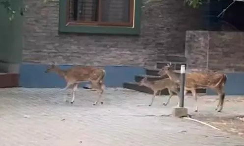 Wildlife Activists Raise Safety Concerns Over Spotted Deer Straying Into Bandipur Resorts Wildlife Activists Raise Safety Concerns Over Spotted Deer Straying Into Bandipur Resorts