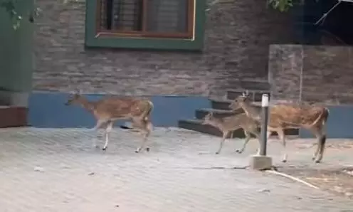 Wildlife Activists Raise Safety Concerns Over Spotted Deer Straying Into Bandipur Resorts