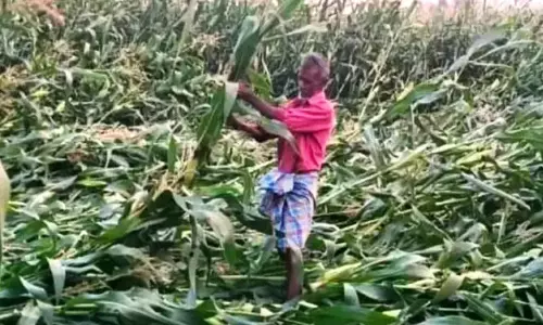 Crops At Risk As Hailstorms Strike Maharashtra