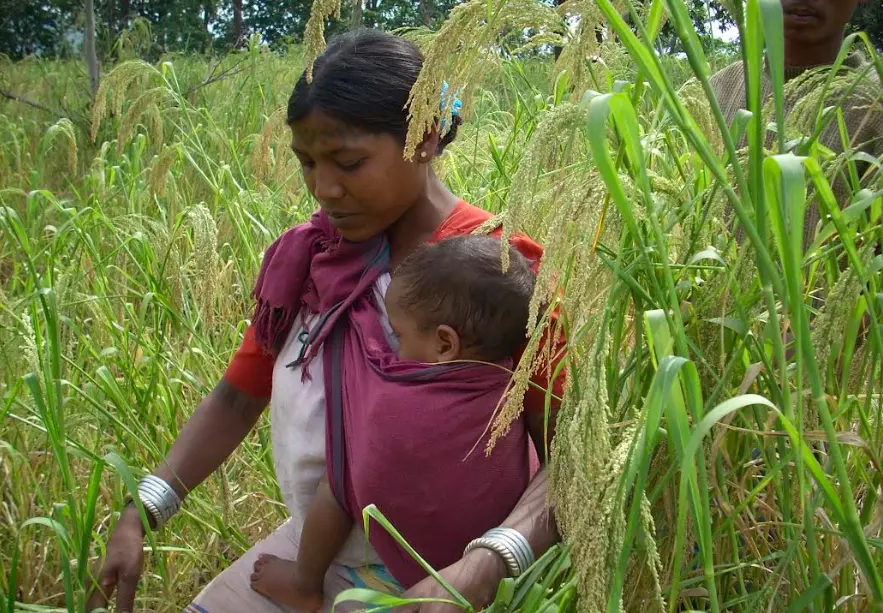 MP Seeks GI Certification For 3 crops, Cultivated By Tribals MP Seeks GI Certification For 3 crops, Cultivated By Tribals