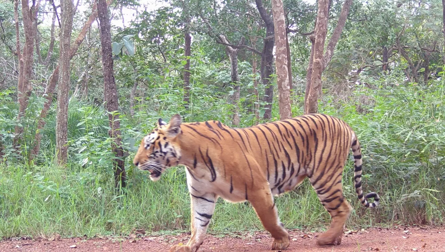 Tiger Movement After Decades in North Telangana Tiger Movement After Decades in North Telangana