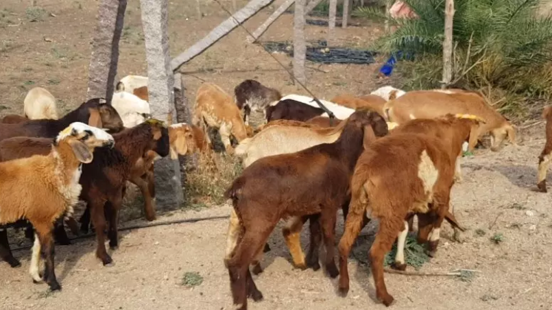 Meat Sale Banned in Nandigama Till April 8 Over Health Concerns