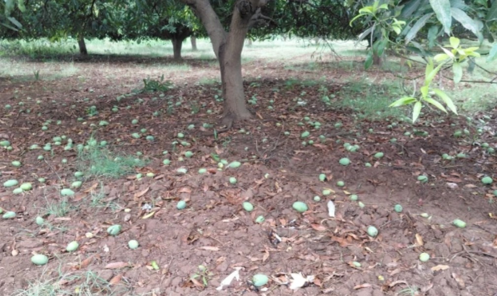 Unseasonal Rains Flatten Crops Across Karimnagar Region, Thousands of acres hit