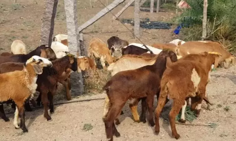 Karimnagar Police Book Unidentified Persons Over Alleged Goat Sacrifice During Dasara Karimnagar Police Book Unidentified Persons Over Alleged Goat Sacrifice During Dasara