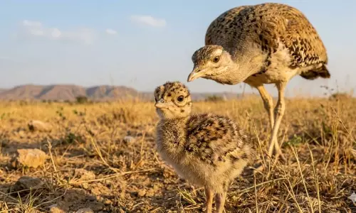 Newly-Hatched Rare Indian Bustard Chick Gets 50-Strong Guard
