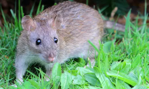14 Students Injured in Rat Attacks at Kakatiya University Hostel