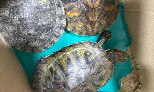 Man Held For Attempting To Sell Turtles