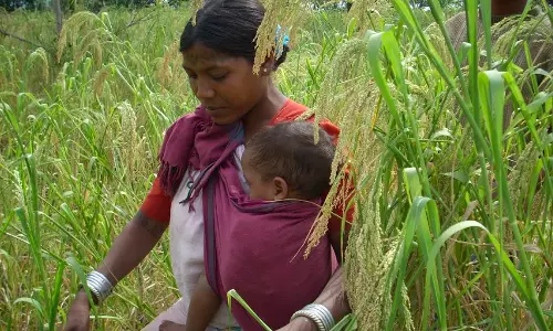 MP Seeks GI Certification For 3 crops, Cultivated By Tribals MP Seeks GI Certification For 3 crops, Cultivated By Tribals