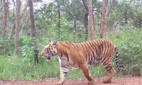 Tiger Movement After Decades in North Telangana