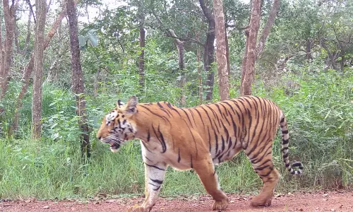 Tigresses With Cubs To Share Space With People For Saleshwaram Jatara Tigresses With Cubs To Share Space With People For Saleshwaram Jatara