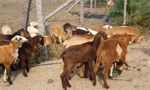 Meat Sale Banned in Nandigama Till April 8 Over Health Concerns