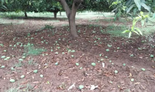 Unseasonal Rains Flatten Crops Across Karimnagar Region, Thousands of acres hit