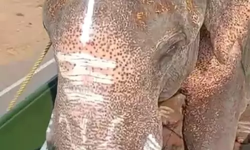 Rested Dasara Jumbo Gajendra Shifted To Mathigodu Camp From K.Gudi