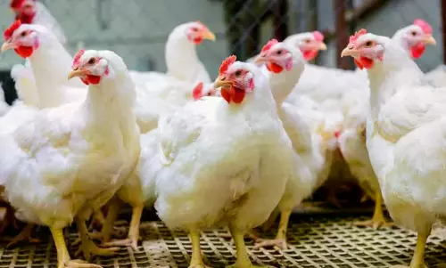 Chicken Shops In Telangana To Shut From Today Over Profit Margins
