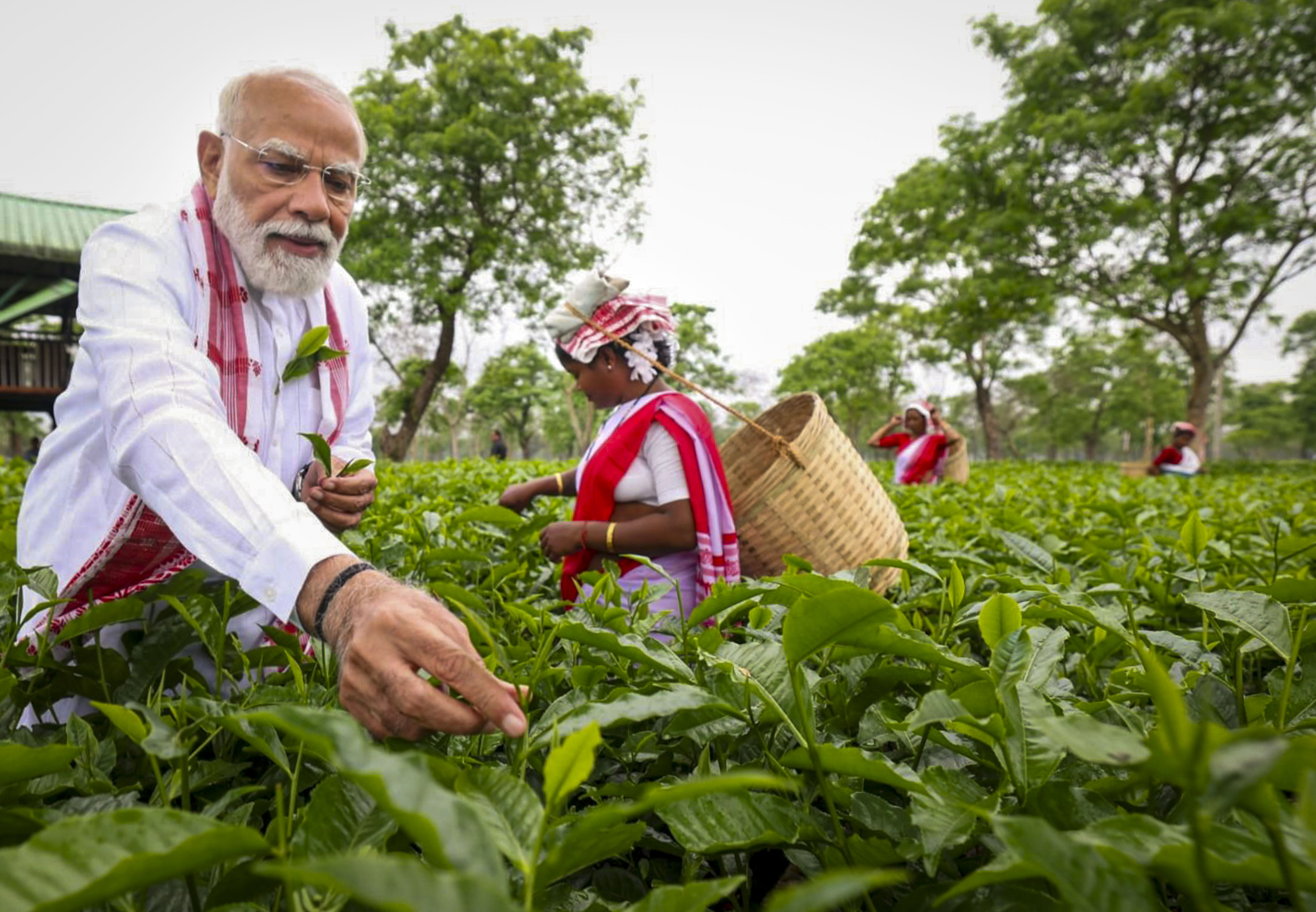 PM Visits Tea Garden in Poll-Bound Assam, Interacts With Women Workers