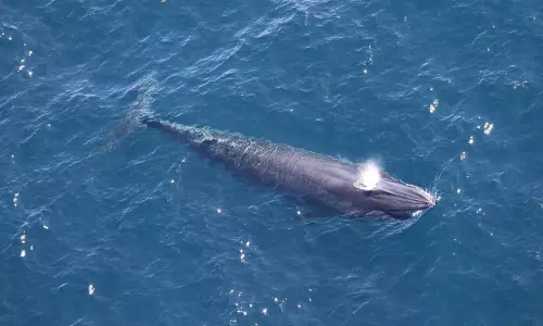 Trump Officials Exempt Gulf Drilling from Species Rules