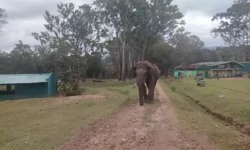 Efforts On To Bring Captured/Tamed Elephants To Centuries Old K.Gudi /Budipadaga Camps