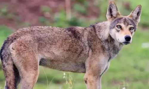 Wolves Appear To Have Vanished Even From Rayalaseema In AP Wolves Appear To Have Vanished Even From Rayalaseema In AP