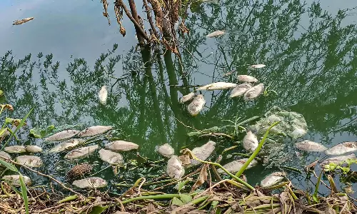 Massive Fish Kill in Chelikunta Lake Triggers Outrage in Tellapur Massive Fish Kill in Chelikunta Lake Triggers Outrage in Tellapur