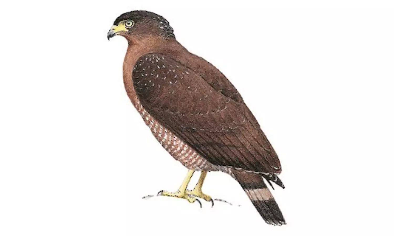 Unusual Eagle Sparks Curiosity, Rescued Safely In Nittamamidi Unusual Eagle Sparks Curiosity, Rescued Safely In Nittamamidi