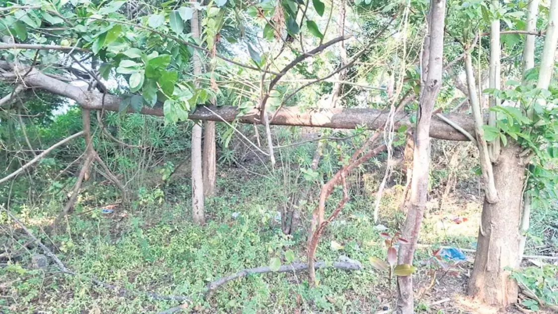 LPG Crisis Drives Forest Loot In Warangal LPG Crisis Drives Forest Loot In Warangal